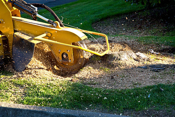 Trusted Bloomington, TX Tree Services Experts